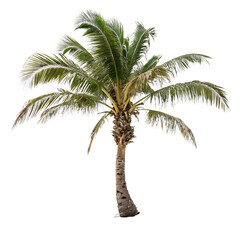 Palm tree isolated on a transparent background