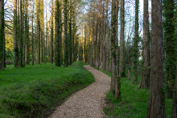 Fototapeta premium path in the woods