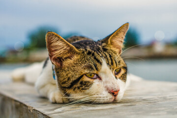 A cat lying on the beach in the afternoon