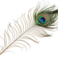 Obraz premium Peacock feather isolated on a transparent background