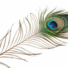 Obraz premium Peacock feather isolated on a transparent background