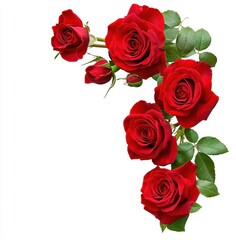 Fototapeta premium Beautiful Arrangement of Deep Red Roses with Green Leaves on White Background for Floral Design and Romantic Themes