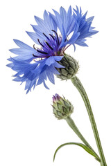 Centaurea cyanus blue flowers isolated on white background