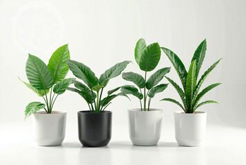 Obraz premium Row of Four Potted Green Plants in White and Black Pots, Displaying a Variety of Leaf Shapes and Textures Against a Clean Background 