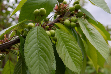 unripe cherries with green leaves in a spring garden in the village. The beauty of nature