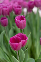 Colorful tulips in full bloom at Keukenhof Gardens, Netherlands, captured in spring 2025. A vivid scene of Dutch springtime beauty and floral diversity.