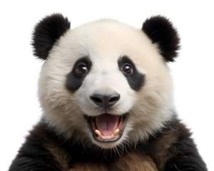 giant panda 18 months old isolated on white background. Transparent PNG file available with high quality.