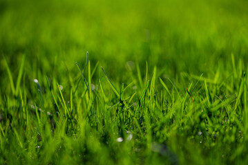 Fototapeta premium Lush, vibrant green grass blades reach towards the sunlight, creating a refreshing and natural scene of growth and vitality in a close-up perspective