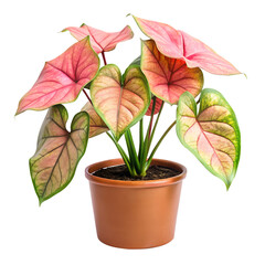 Obraz premium flower in a pot isolated on white background. Transparent PNG file available with high quality.