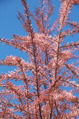 In the spring, tamarix grows in nature