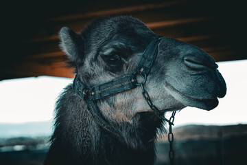 A close-up portrait of a Bactrian camel (Camelus bactrianus), likely in Romania, showcasing its...