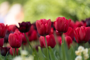 Colorful tulips in full bloom at Keukenhof Gardens, Netherlands, captured in spring 2025. A vivid scene of Dutch springtime beauty and floral diversity.