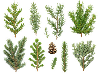 Exploring pine and cedar varieties in forest botanical art. Isolated on transparent background, png.