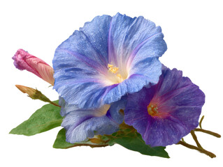 Vibrant blue morning glories garden floral arrangement serenity. Isolated on transparent background, png.