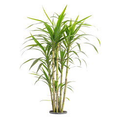 Naklejka premium Sugarcane plant isolated on a transparent background