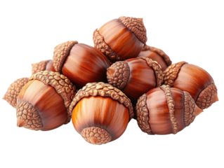 Acorns on the forest floor nature photography in natural light. Isolated on transparent background, png.
