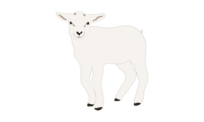 Adorable Cartoon Lamb, Baby Sheep, A Lamb Vector Illustration