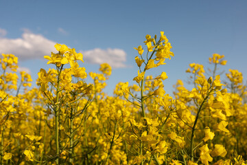 A bright, yellow field of flowering rapeseed. Close-up