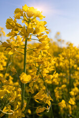 Obraz premium yellow flowering rapeseed close-up of leaves and flowers