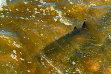 Obraz premium Lake Sturgeon Spawning At The Fox River Dam And Rapids At De Pere, Wisconsin, In Spring