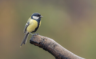 Fototapeta premium Fluffed-Up Great Tit in the Rain