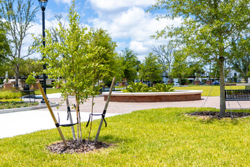 New planted tree
