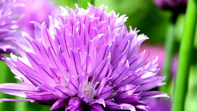 Chive, herb with flowers in spring in a garden in Germany, maco view