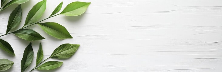 Obraz premium Green Leaves on White Textured Background