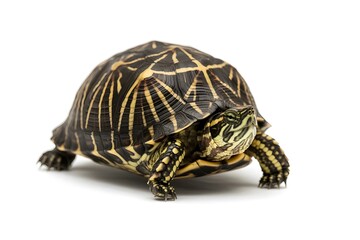 Obraz premium Turtle reptile shell animal wildlife nature tortoise exotic pet isolated