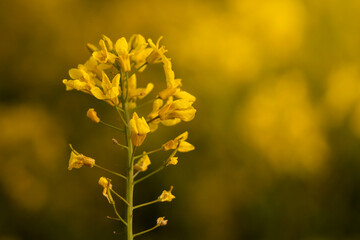 Macro photograph of blooming rapeseed with soft focus and warm tones. Image captures delicate structure of rapeseed with blurred green and yellow background, ideal for themes spring, serenity 
