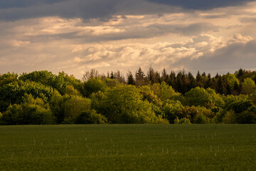 Scenic lanscape with lush green meadow and dense forest under dramatic, cloudy sky. Soft sunlight highlights vivid greenery, creating peaceful and natural atmosphere perfect for natural background