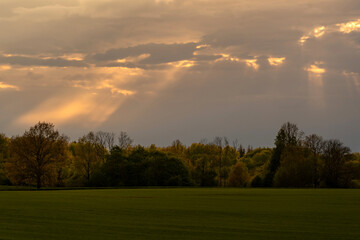 Beautiful landscape featuring green field and colorful forest under dramatic sky with sun rays braking through the clouds. Golden hour light enhabces the natural contrast and creat magical atmosphere