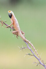 Blue-headed Ground Agama (Agama  aculeata) male  basking  in a bush, Kgalagadi, Transfrontier Park, Kalahari, Northern Cape, South Africa