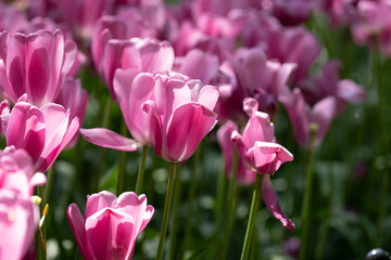 Colorful tulips in full bloom at Keukenhof Gardens, Netherlands, captured in spring 2025. A vivid scene of Dutch springtime beauty and floral diversity.