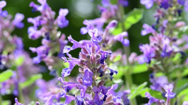 Catnip, medicinal herb with flower, ,macro view with blurred background