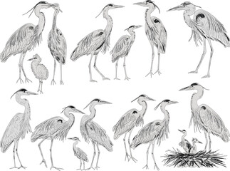 sixteen herons sketches collection isolated on white