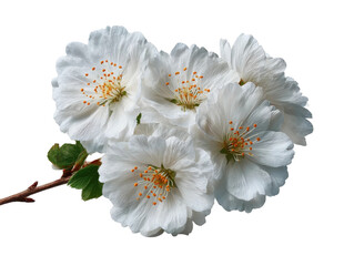 Delicate white cherry blossoms studio setting floral photography. Isolated on transparent background, png.