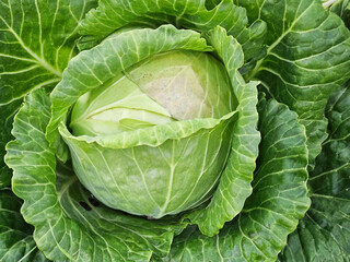 Fototapeta premium Cabbage grow in the garden. Agriculture.