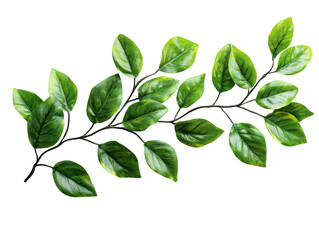 Fototapeta premium Lush green leaves branch in nature botanical photography close-up. Isolated on transparent background, png.