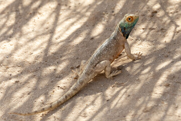 Male Western Ground Agama ( Agama aculeata aculeata) showing  blue head camouflaged on dune soil, Kgalagadi Transfrontier Park, Kalahari, South Africa