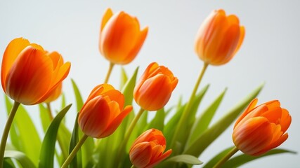 Spring Orange Tulips,  Transparent PNG for Graphic Projects