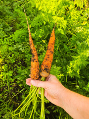 Fresh carrot growing in soil. farm worker picking carrot