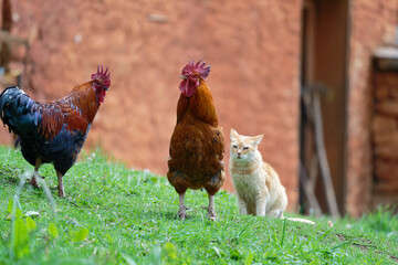free range chicken and cat