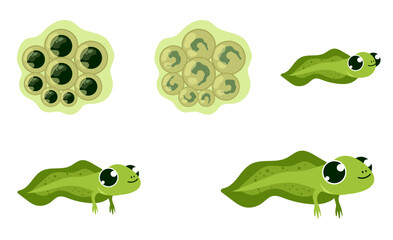 Frog stages steps of growin isolated concept. Vector flat graphic design illustration