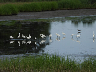A group of snowy egrets and a seagull enjoying a beautiful summer day at the Bombay Hook National...