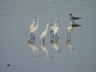 A group of snowy egrets and a seagull enjoying a beautiful summer day at the Bombay Hook National Wildlife Refuge, Kent County, Delware. 