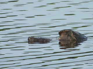 Snapping turtle swimming within the wetland waters of the Bombay Hook National Wildlife Refuge, Kent County, Delaware.