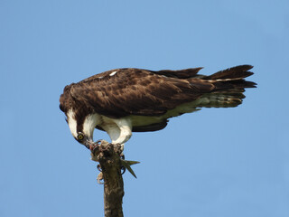 A hungry osprey perched on a branch feeding on a fish. Bombay Hook National Wildlife Refuge, Kent County, Delaware.