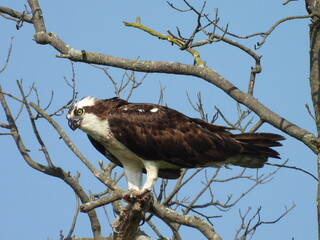 Osprey perched on a branch, under a blue sky. Bombay Hook National Wildlife Refuge, Kent County,...