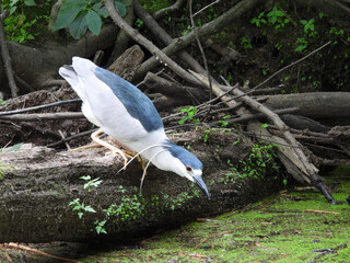 Black-crowned Night Heron hunting the wetland waters for prey to eat. Bombay Hook National Wildlife...